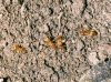 Yellow Meadow Ants.jpg