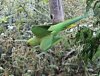 Parakeet 6.jpg