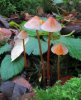 Mycena crocata, Saffron Drop Bonnet.jpg