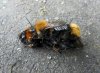 Bombus campestris, 1 female, 3 males.jpg