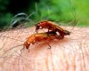 Soldier Beetle, Rhagonycha fulva 2, mating on hand.jpg