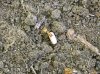 Yellow Meadow Ant rescuing Larva Cocoon.jpg