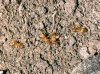 Yellow Meadow Ants.jpg