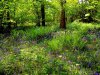 ferns_and_bluebells.jpg